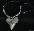Inch Megalodon Tooth Necklace #2797-1